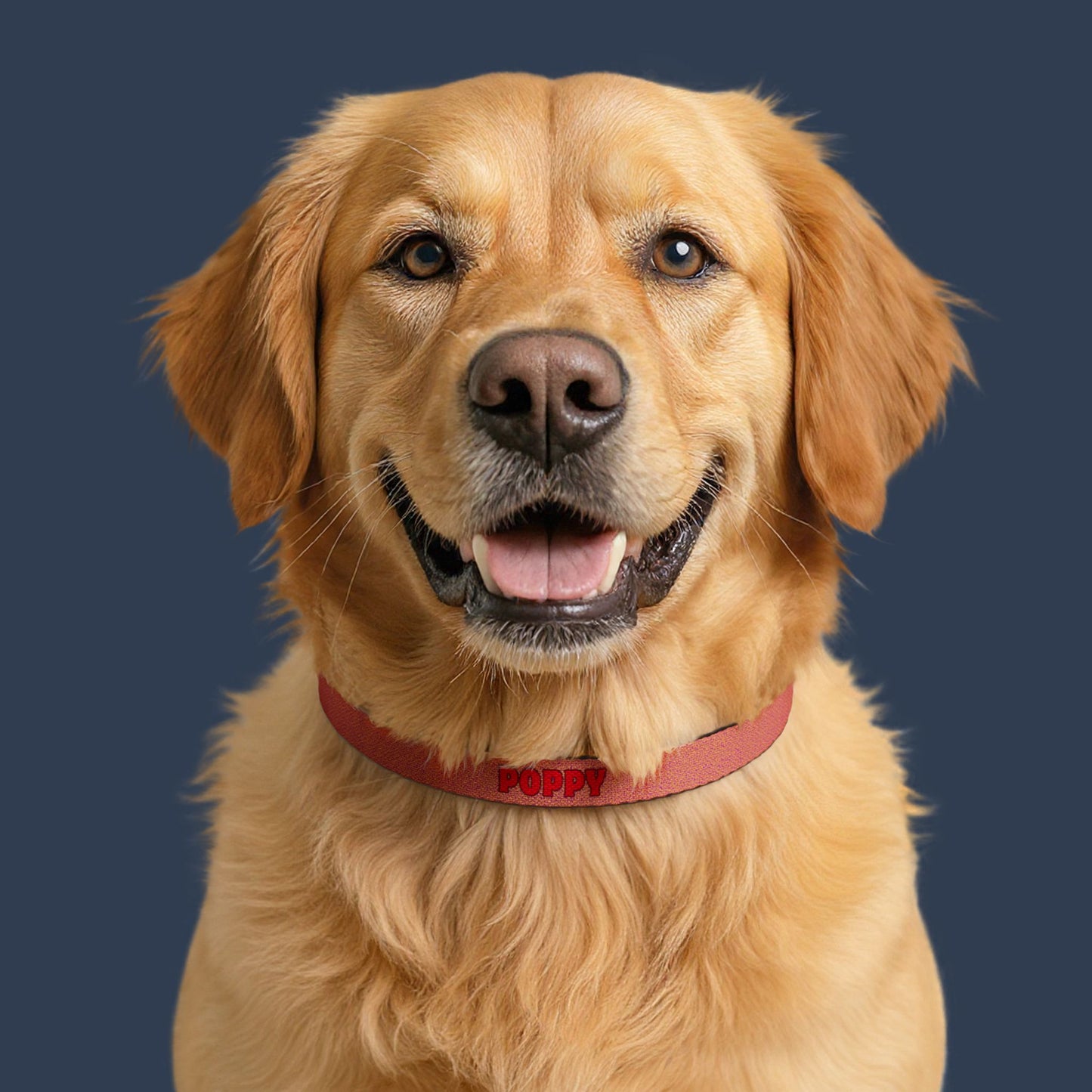 Sunset Glow Clip-on Collar