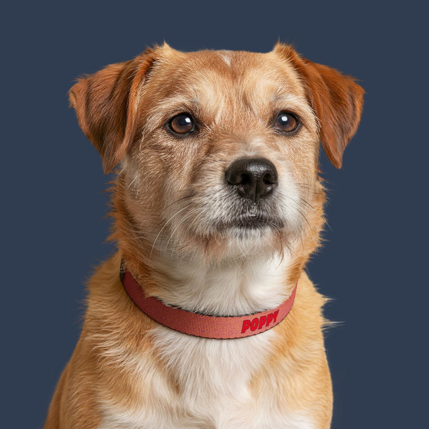 Sunset Glow Clip-on Collar